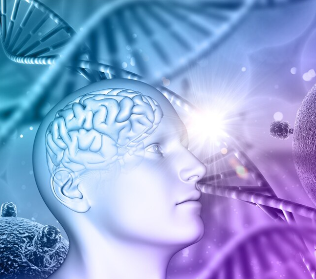 Открытие учёных: как мозг регулирует обмен веществ и температуру тела Открытие учёных: как мозг регулирует обмен веществ и температуру тела