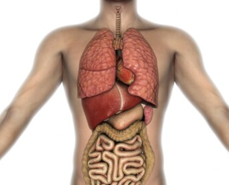 Учёные создали крошечного магнитного робота для 3D-снимков внутренних органов Учёные создали крошечного магнитного робота для 3D-снимков внутренних органов