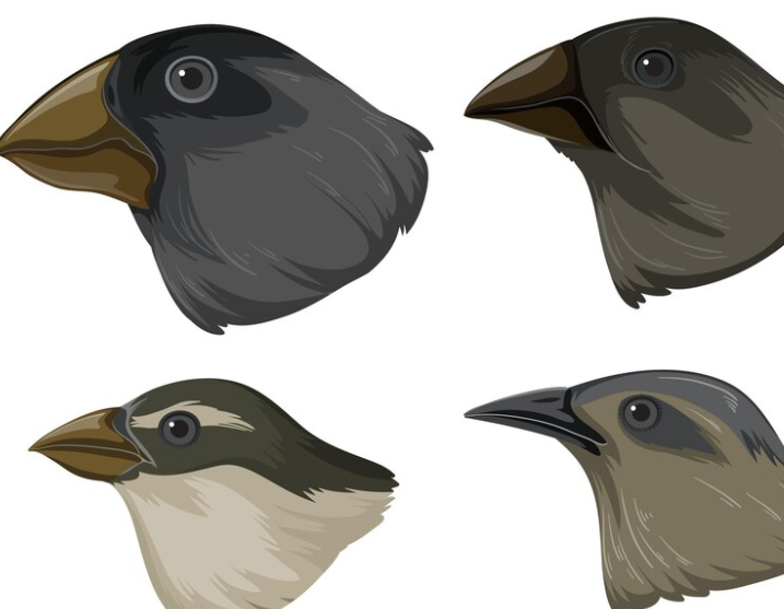 Математическое правило, объясняющее форму клювов и других заострённых структур Математическое правило, объясняющее форму клювов и других заострённых структур