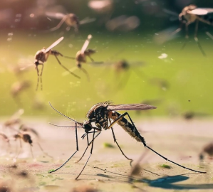 Карта распространения мест размножения комаров Aedes aegypti в Рио-де-Жанейро