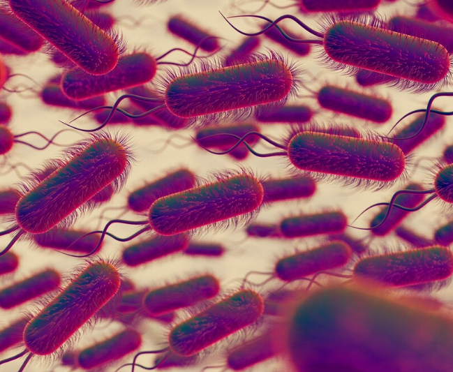 Бактерия Helicobacter pylori и её роль в потенциальной борьбе с болезнью Альцгеймера Бактерия Helicobacter pylori и её роль в потенциальной борьбе с болезнью Альцгеймера