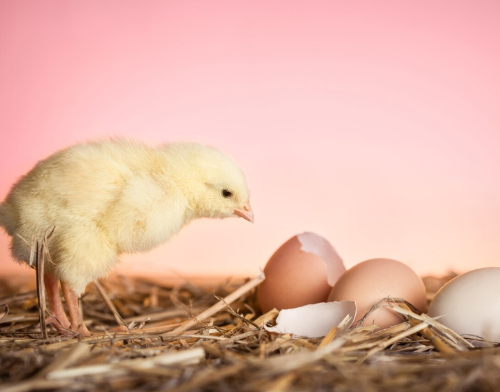 Латерализация мозга и формирование ментальной числовой прямой у новорождённых цыплят