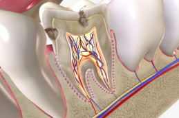 Открытие новых популяций стволовых клеток, участвующих в формировании корня зуба и альвеолярной кости Открытие новых популяций стволовых клеток, участвующих в формировании корня зуба и альвеолярной кости