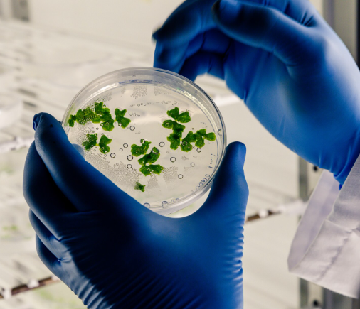 Бактерия Mycobacterium avium: адаптация и устойчивость к лечению
