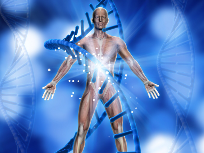 Генетические механизмы взаимосвязи между ожирением и уровнем холестерина