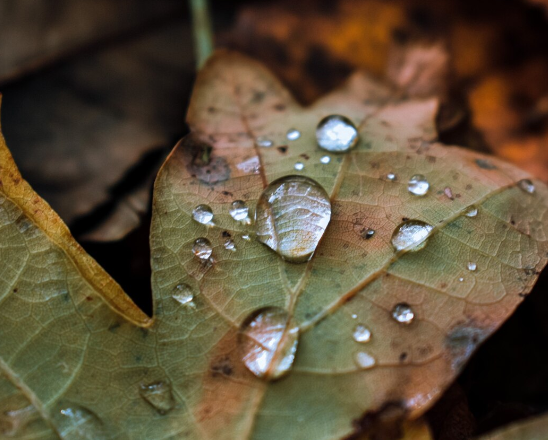 Роль листьев в защите растений от дождя: исследование лаборатории Юнга Роль листьев в защите растений от дождя: исследование лаборатории Юнга